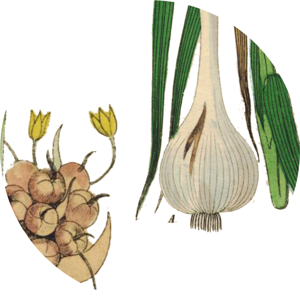 Image for garlic-powder