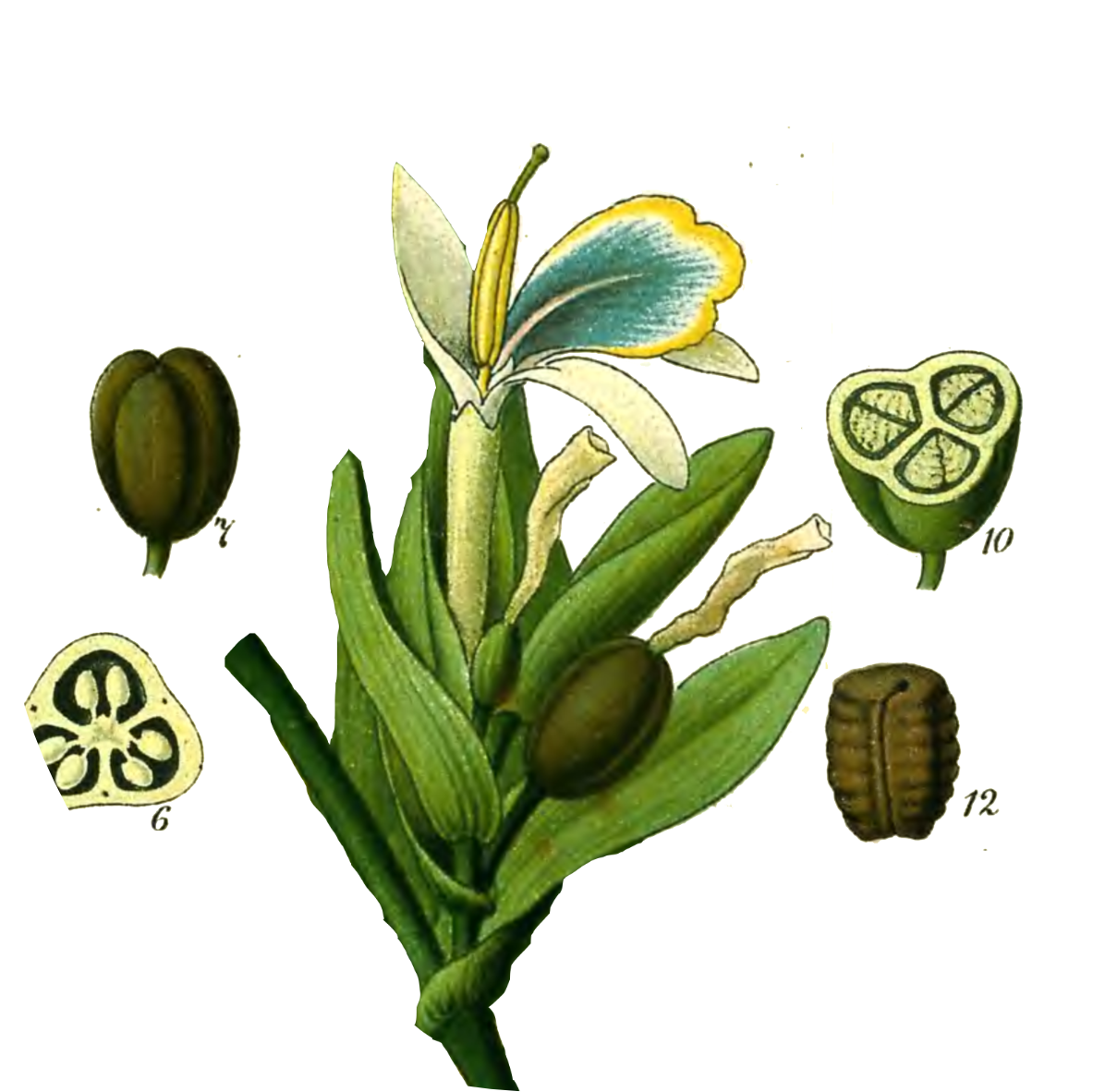 Image for green-cardamom