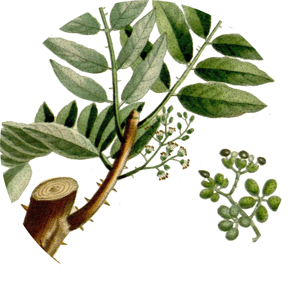 Image for green-sichuan-pepper