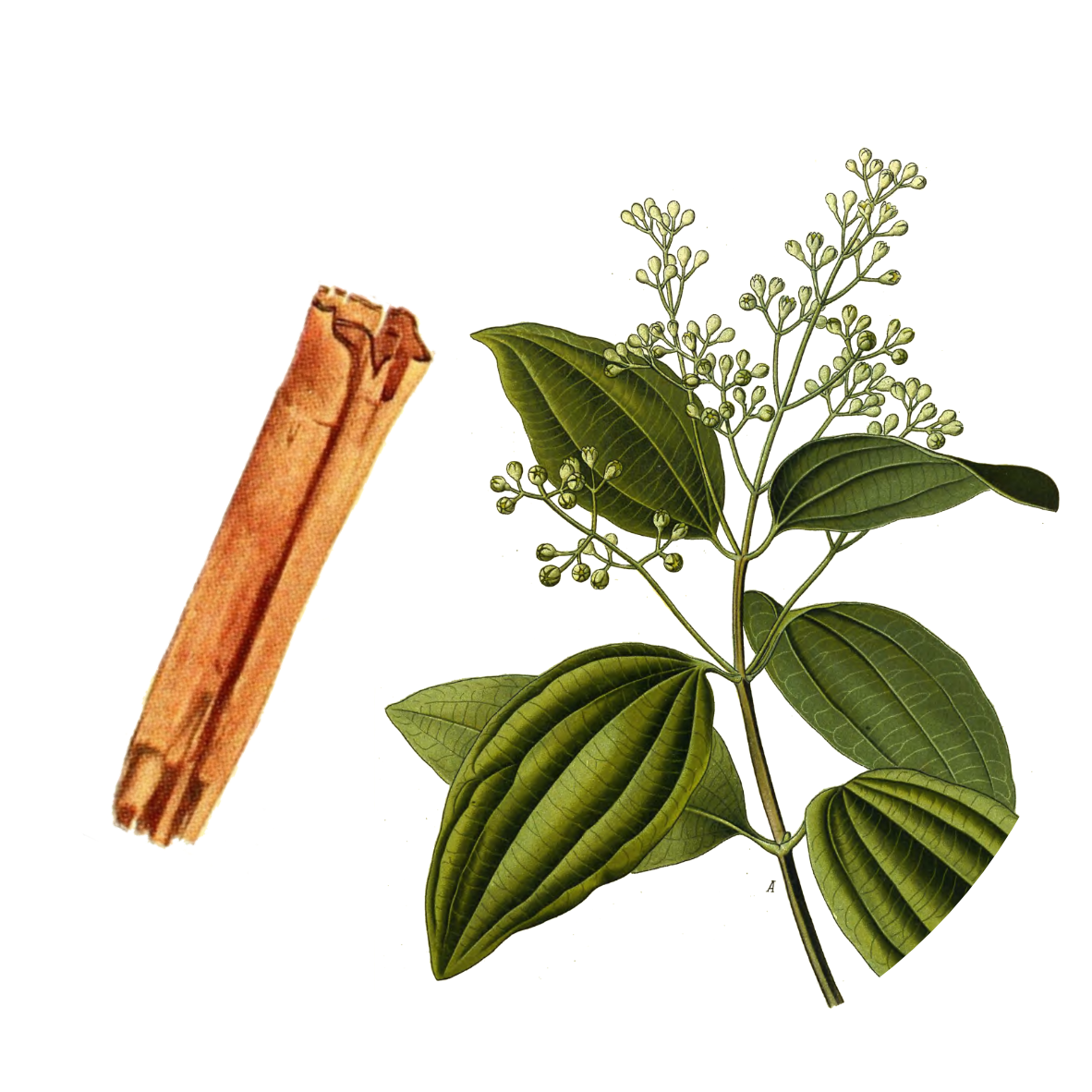 Image for ground-ceylon-cinnamon