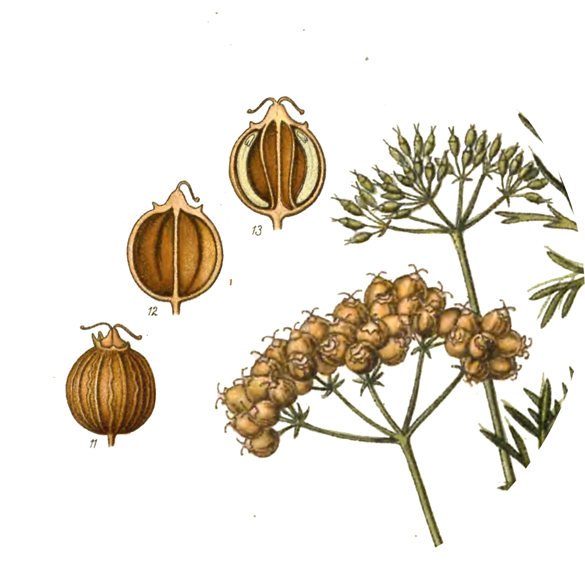 Image for ground-coriander-seeds