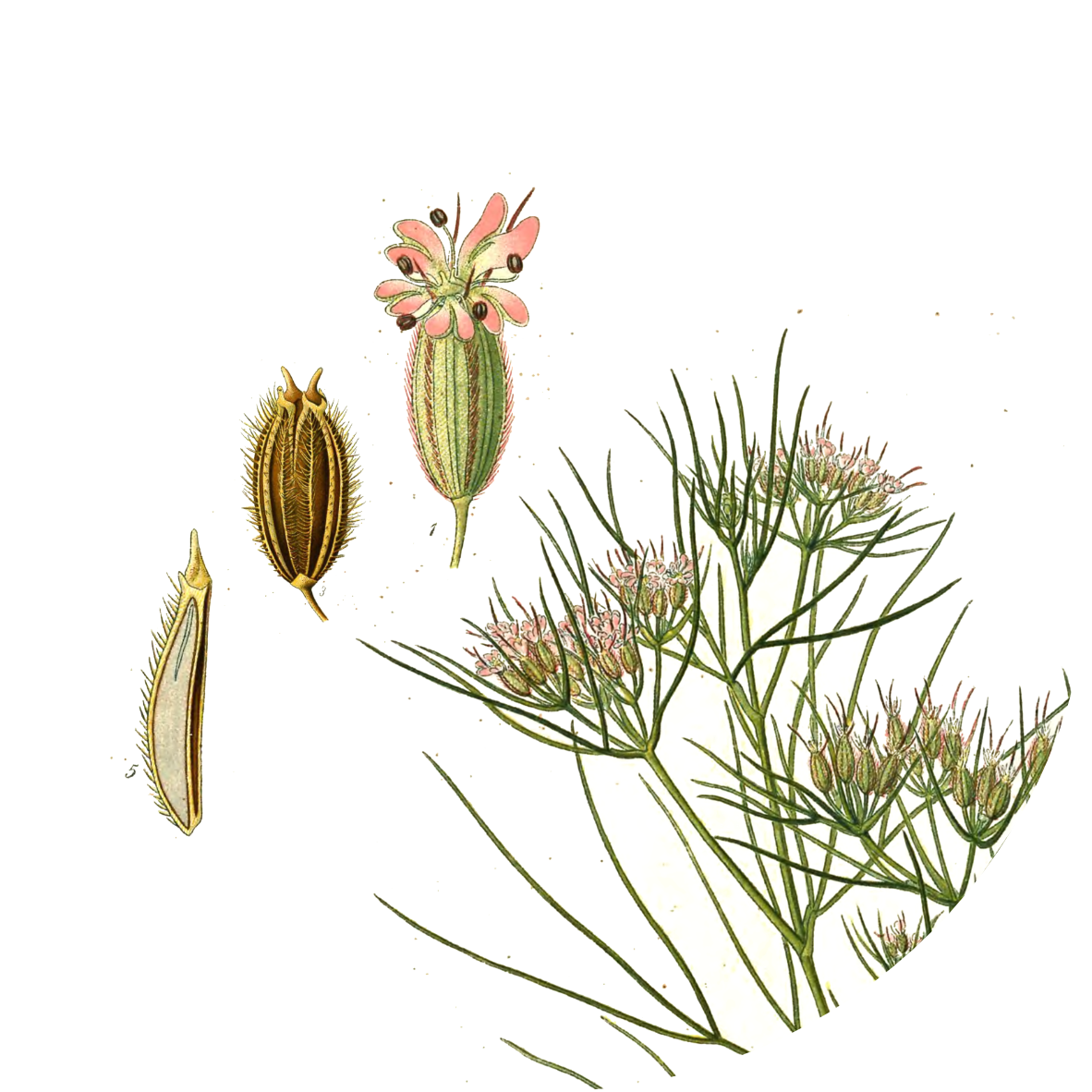 Image for ground-cumin-seeds