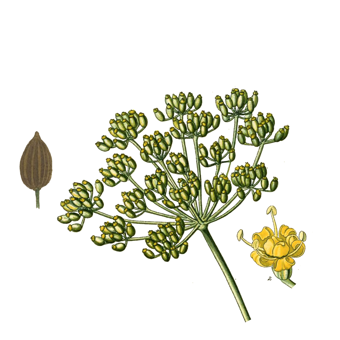 Image for ground-fennel-seeds