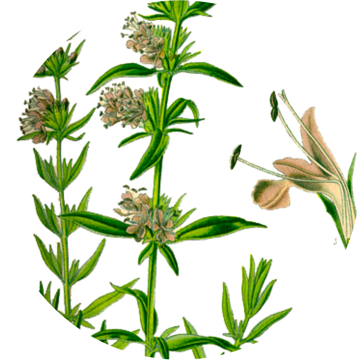 Image for hyssop