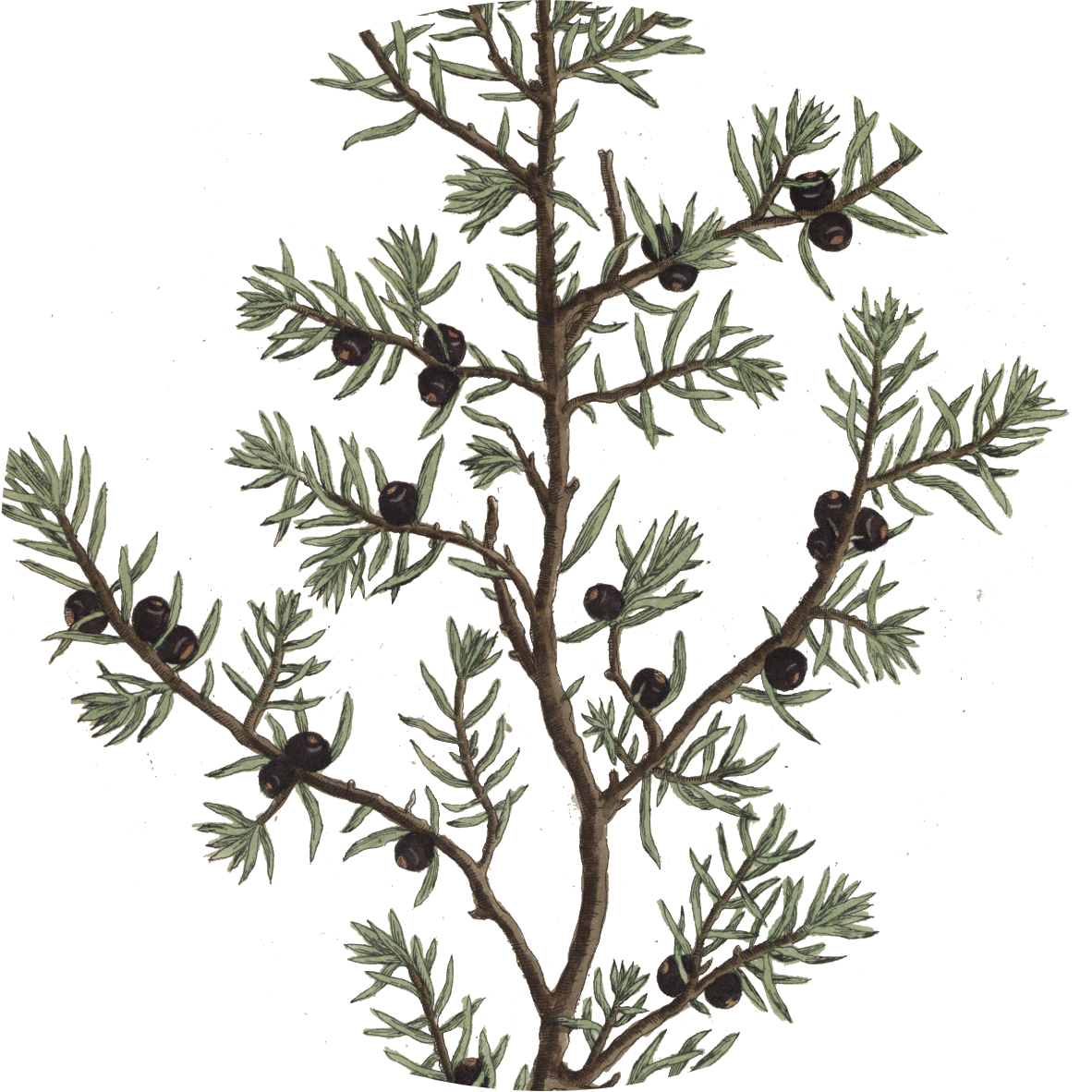 Image for juniper-berries