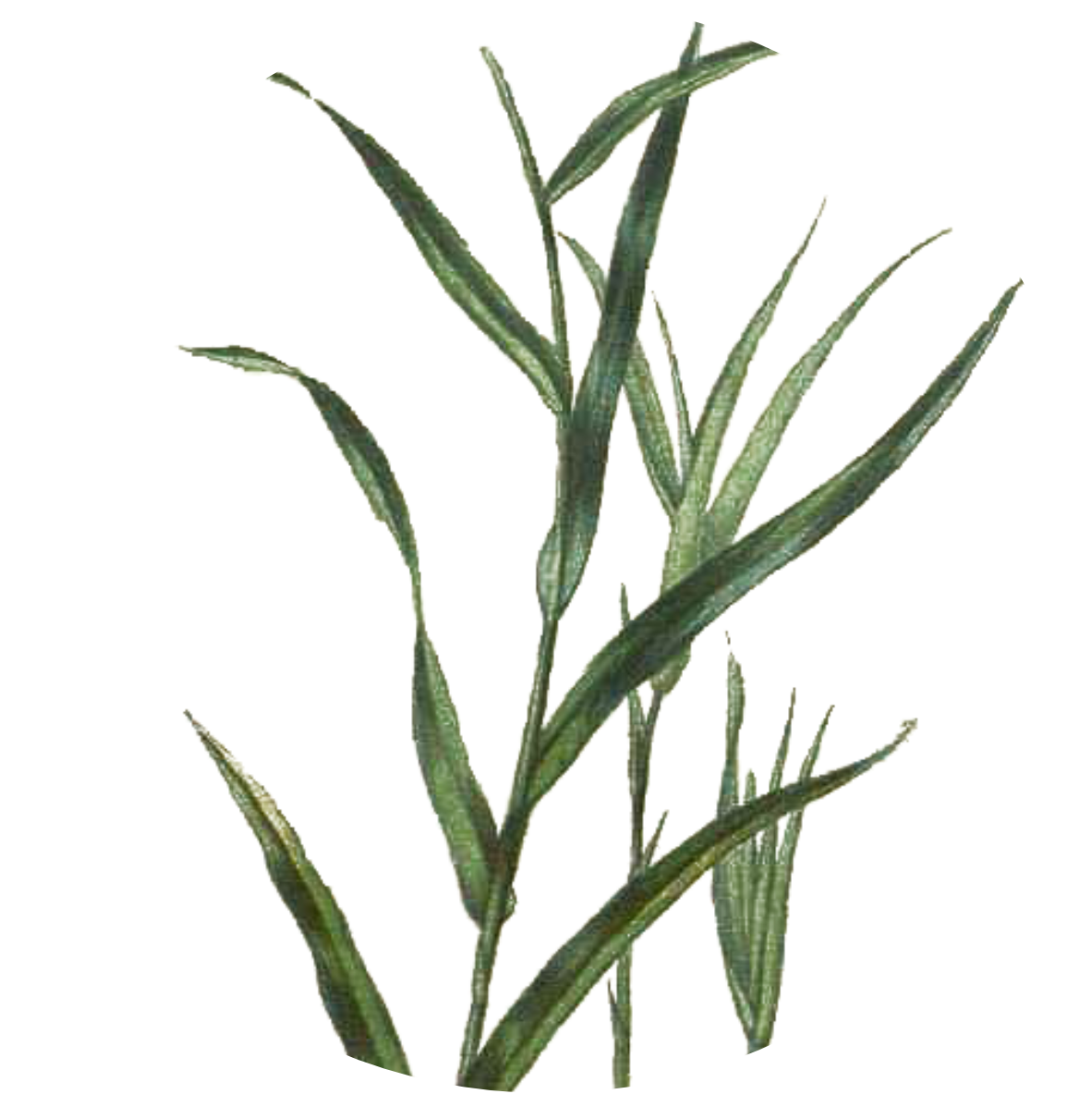 Image for lemongrass