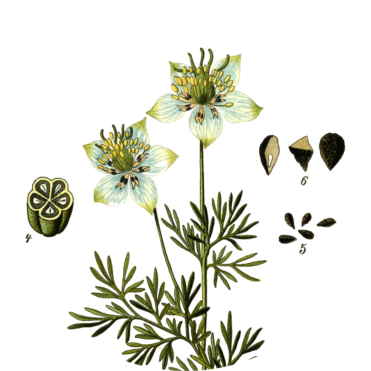 Image for nigella-seeds