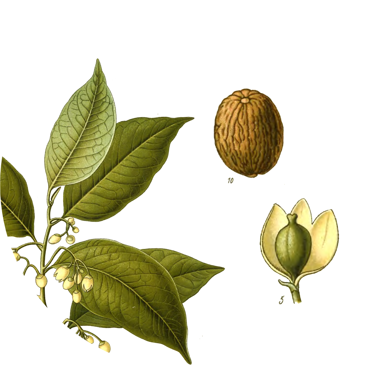 Image for nutmeg