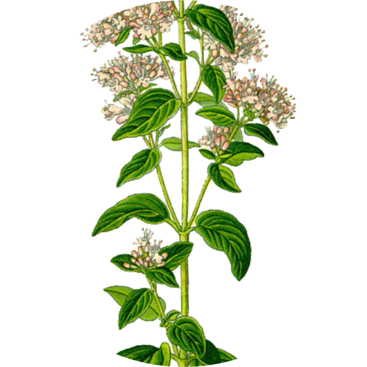 Image for oregano