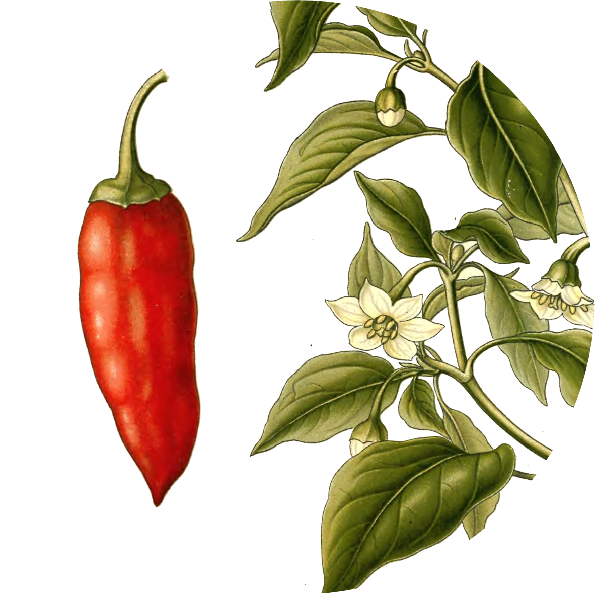 Image for paprika