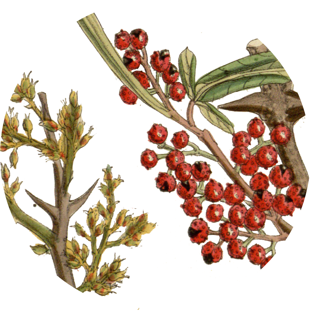 Image for red-sichuan-pepper