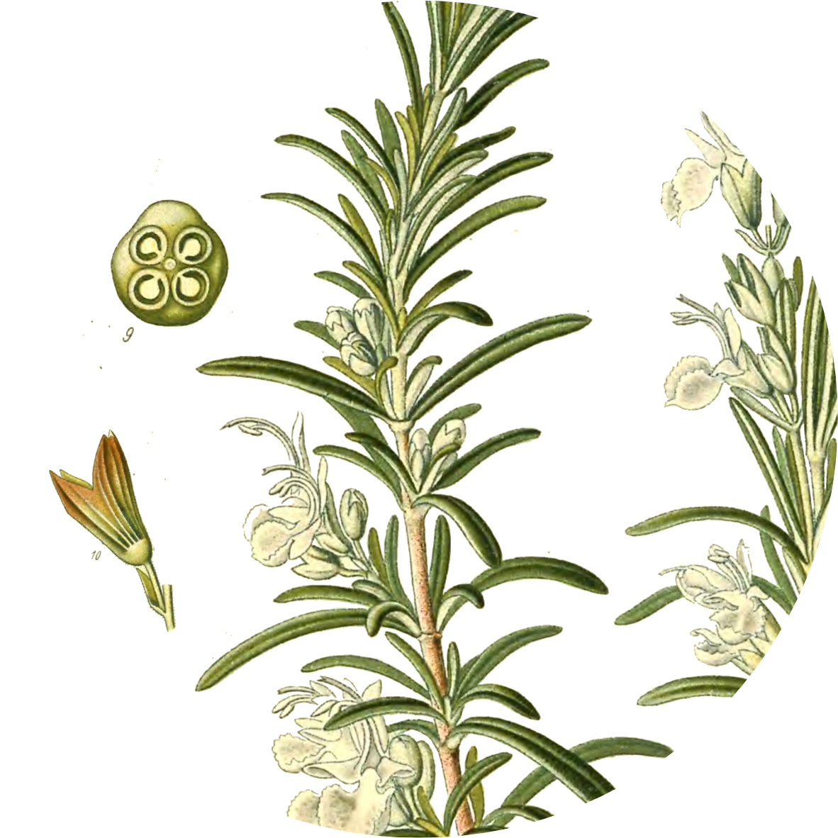 Image for rosemary