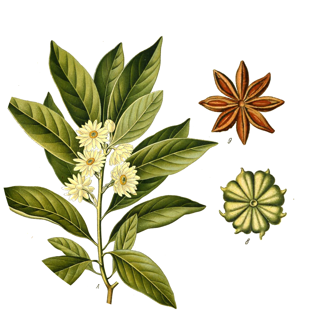 Image for star-anise