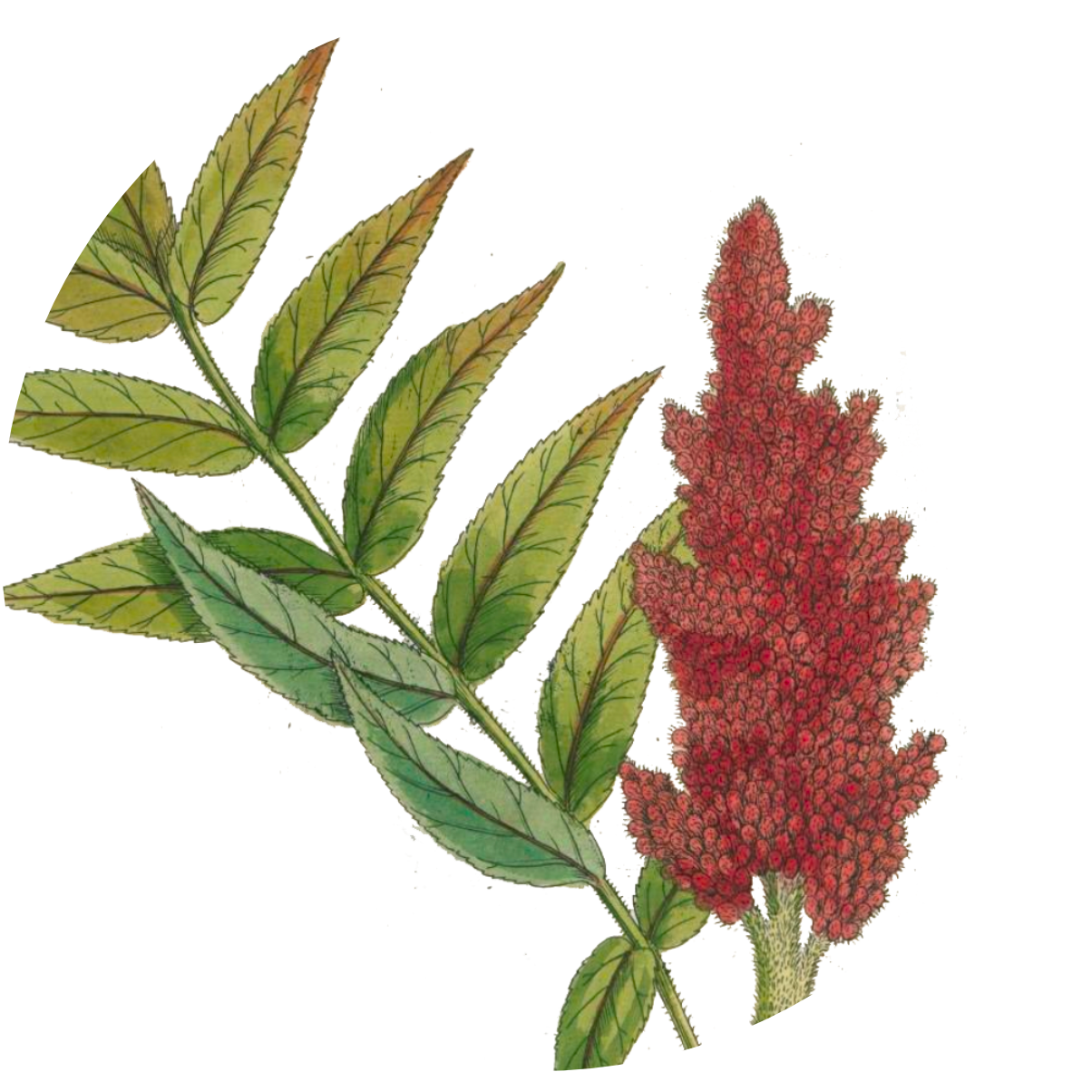 Image for sumac