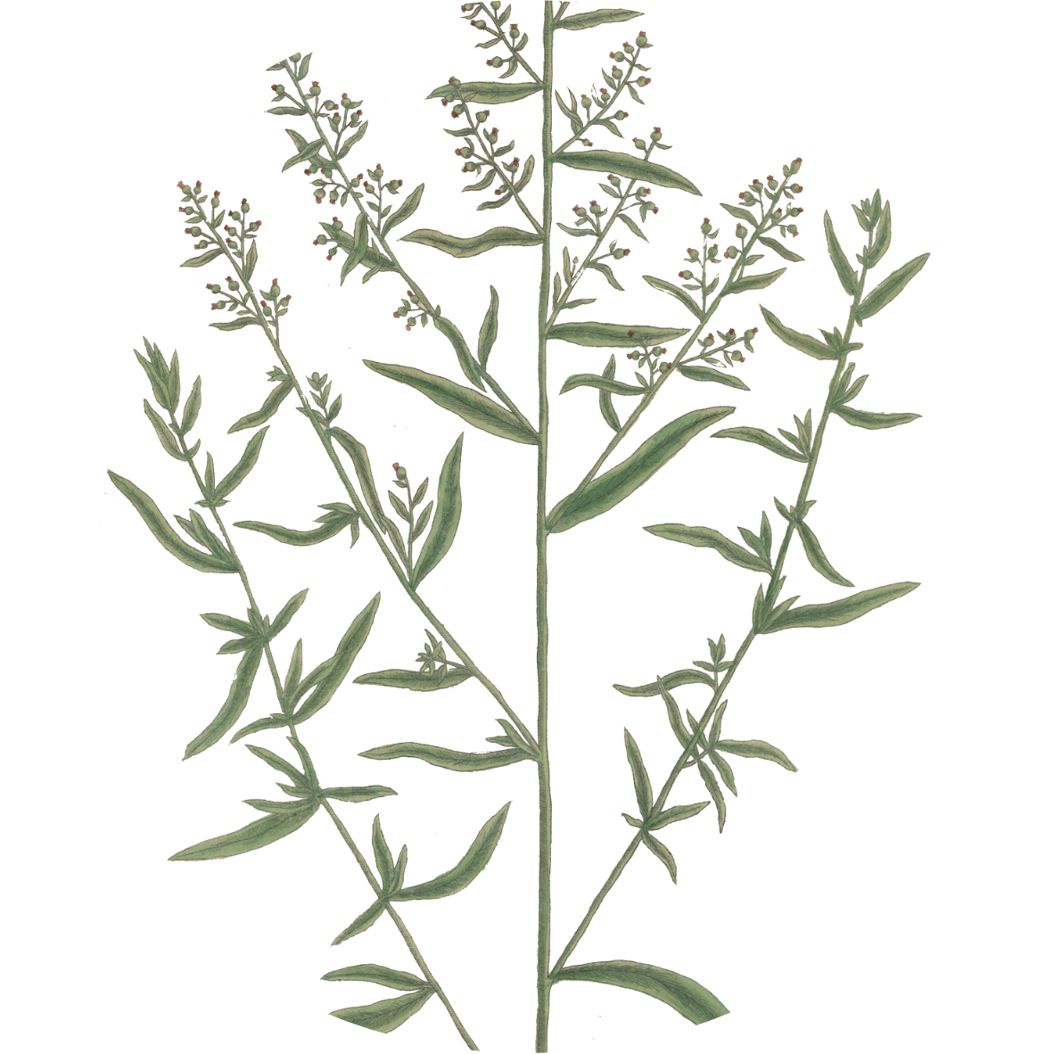 Image for tarragon