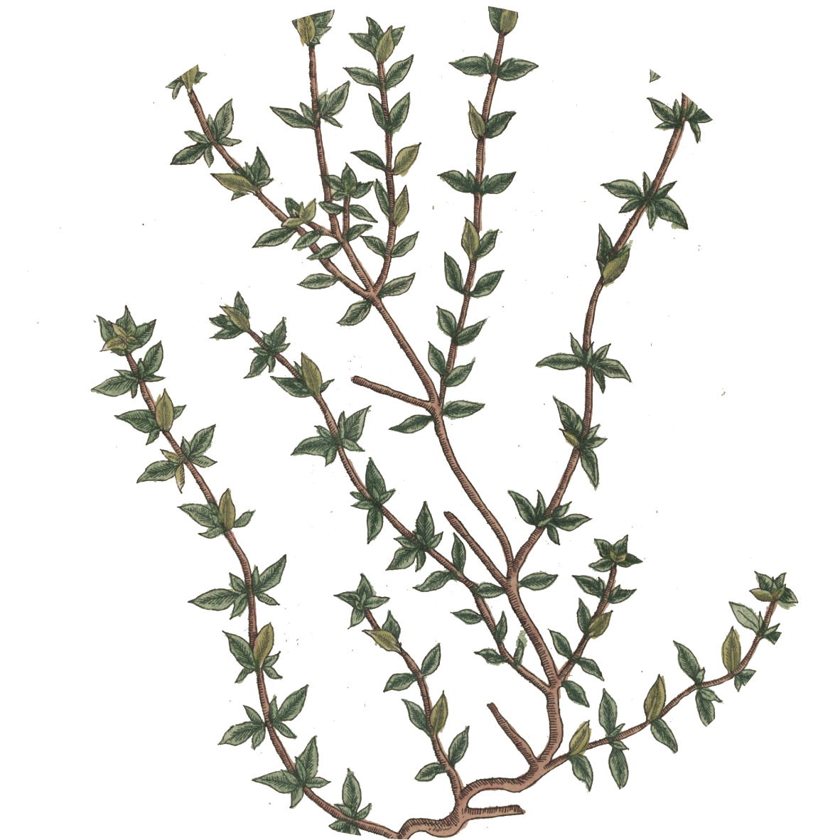 Image for thyme