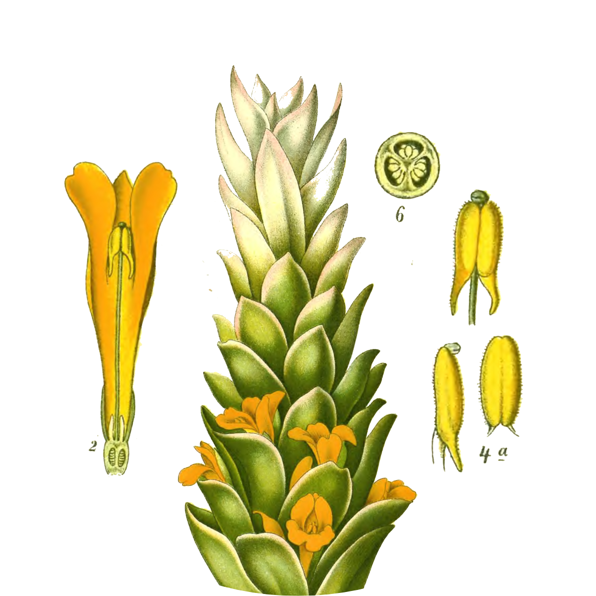 Image for turmeric