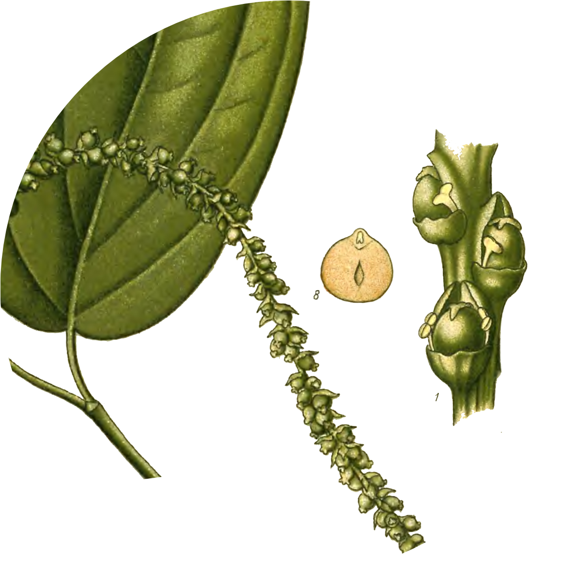 Image for white-pepper