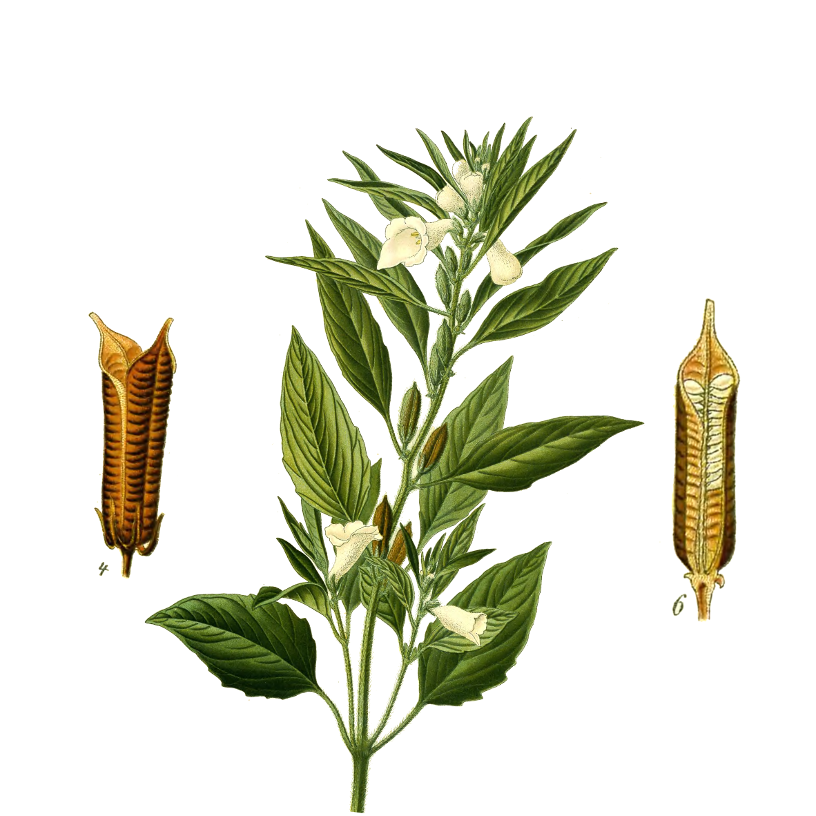 Image for white-sesame-seeds