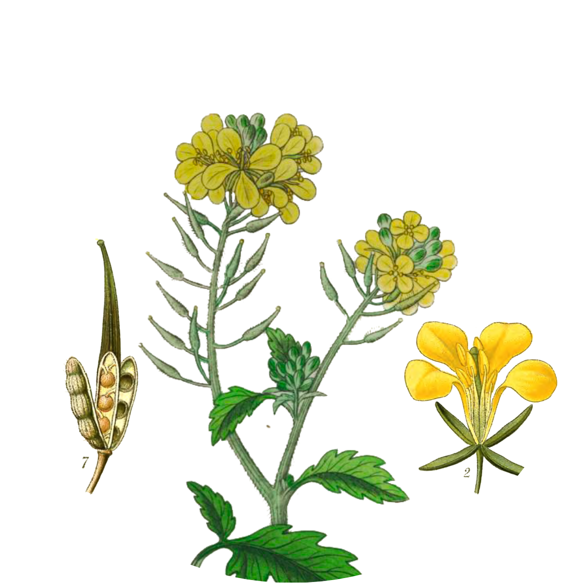 Image for yellow-mustard-seeds